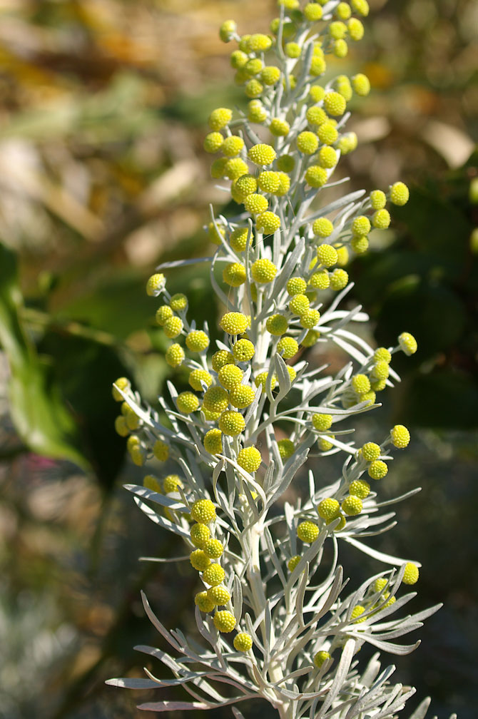 Artemisia arborescens/Assenzio arbustivo